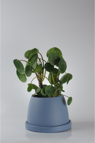 Bibitki Pilea Para Çiçeği El Yapımı Seramik Mavi Bipot Saksıda Pilea Peperomi...