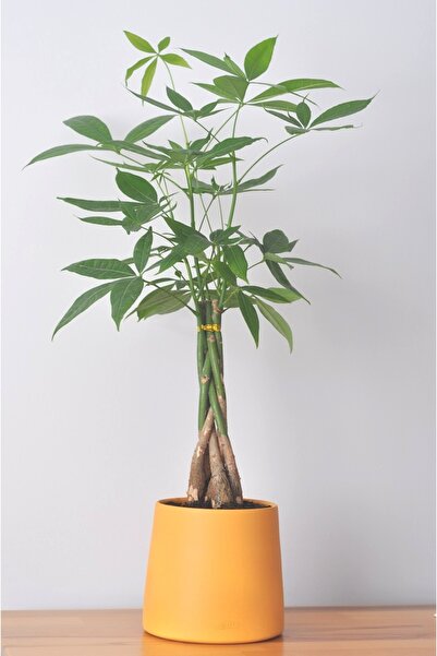 Bibitki Para Ağacı El Yapımı Seramik Sarı Bipot Saksıda Pachira Aquatica