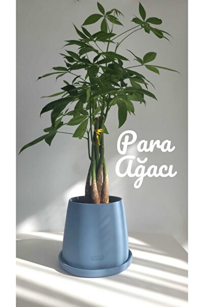 Bibitki Para Ağacı El Yapımı Seramik Bipot Saksıda Pachira Aquatica