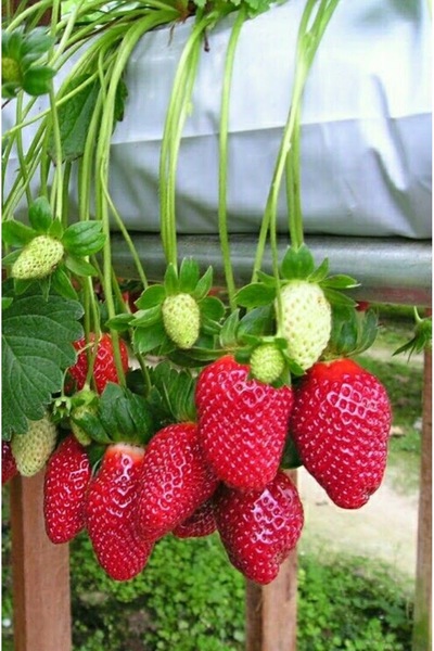 ŞAFAK PEYZAJ TOHUMCULUK Yediveren Çilek tohumu