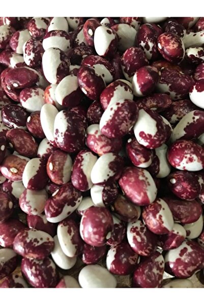 Karahasanoğlu Tarım Yerli Ata Tohumu Sırık Ayşe Kadın Erken Fasulye 25 Gr (Mor Beyaz Tohum)