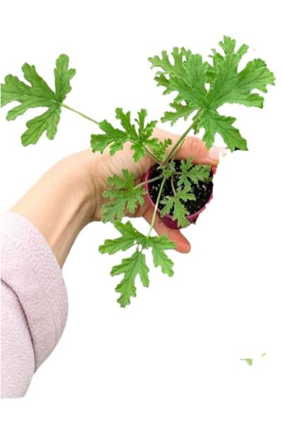 serada decor & plant Beyaz Alacalı Benjamin Bitkisi+ Beyaz Begonvil+ Itır Çiçeği