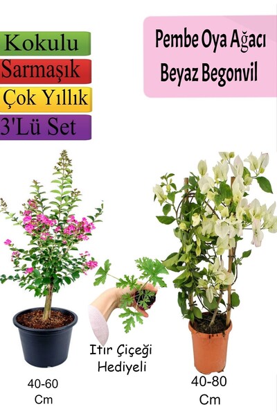 serada decor & plant Pembe Oya Ağacı+ Beyaz Begonvil+ ITIR Çiçeği Hediyeli