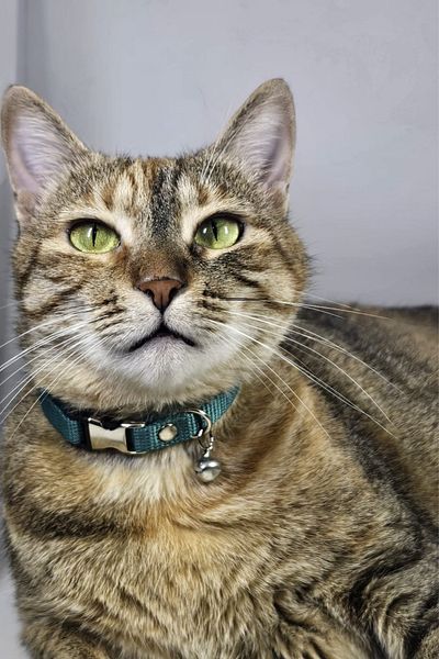 Pompiti Adjustable - Turquoise Cat Collar with Sound Bells (12 Different Color Options) Neck Collar