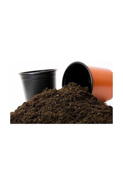 Mimoza Balkon Saksı Bitkileri Sukulent Kaktüs Gül Torfu 2,5 Kğ