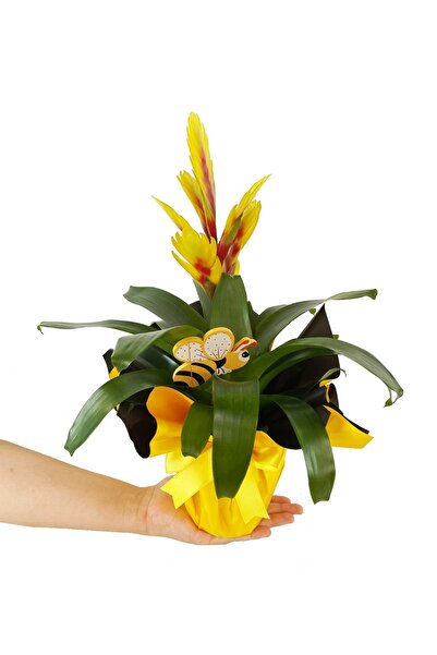 Nemabahçe Alev Kılıcı Çiçeği - Vriesea Carinata Sarı