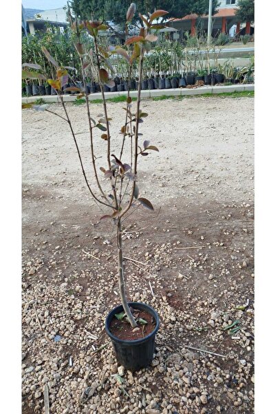 peyzajyagmur saksıda 4 yaşlı guava fidanı