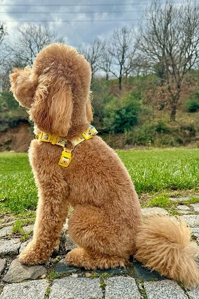 JesPawty Jesyellow Anti-Pull No Pull Chest Harness