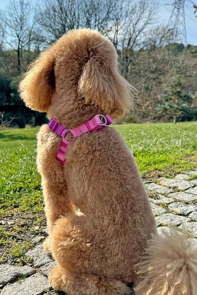 JesPawty Purple-Pink Classic Step-in Chest Collar
