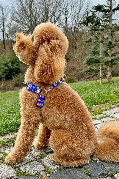 JesPawty JesPurple Anti-Traction No Pull Chest Collar