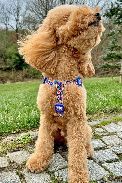 JesPawty JesPurple Anti-Traction No Pull Chest Collar