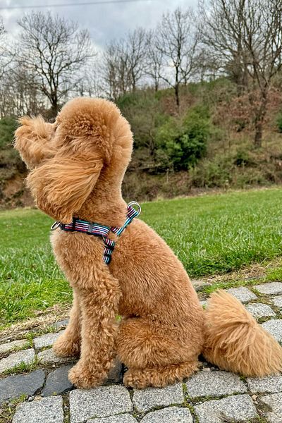 JesPawty JesColorful Classic Step-in Chest Collar