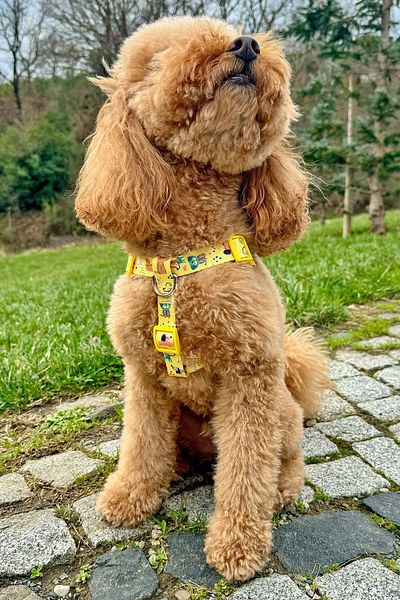 JesPawty Jesyellow Anti-Pull No Pull Chest Harness