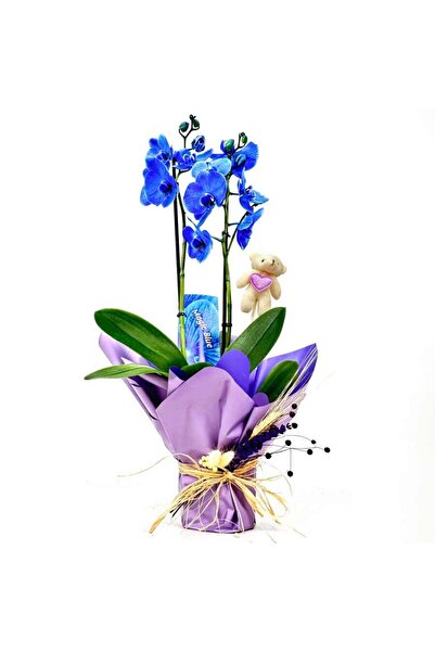Fidanburada Mavi Orkide - Hediye Paketli - Blue Orchid