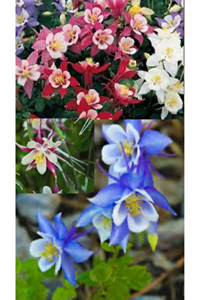 Birtutamrenk Haseki Küpesi Tohumu Karışık Renk 10adet