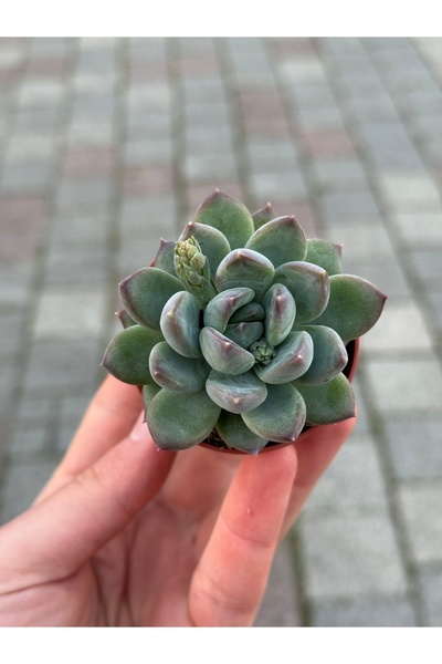 SukuLand Echeveria Riegel ithal koleksiyonlul özel tür sukulent 5,5cm saksıda