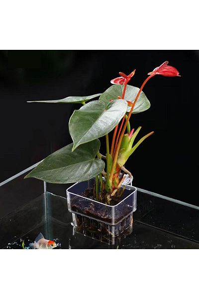 WHPHous Multifunctional Fish Aquarium Water Grass Planting Cup Breeding Isolation Box Fish Tank Hydroponi...
