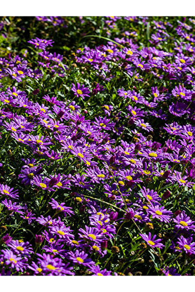 Video Persian Carpet Cemetery Tomb Flower (5 15CM)35 Outdoor Plants Drosanthemum Floribundum