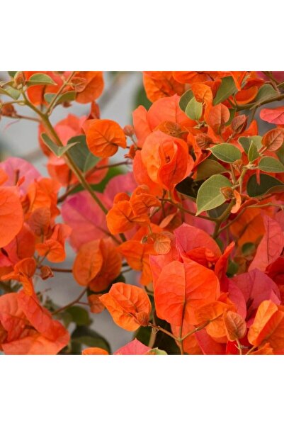 fidanpaketim begonvil ağacı  120 cm  katmerli begonvil ( 120-150 cm ) sarılıcı