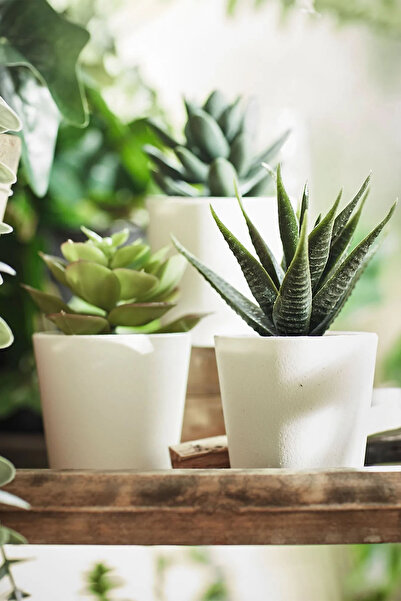 Binbirreyon Potted Artificial Flower Mini Cactus Set of 3 6X12Cm Me131