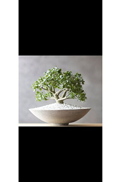 Yades Beyaz oval taş saksıda para bonsai ağacı