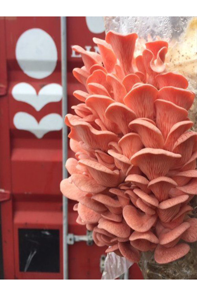 tohumlar fidana Pembe Istiridye Mantarı Miseli Tohumu Vakumlu 100 gram ( Ekim Kılavuzu)
