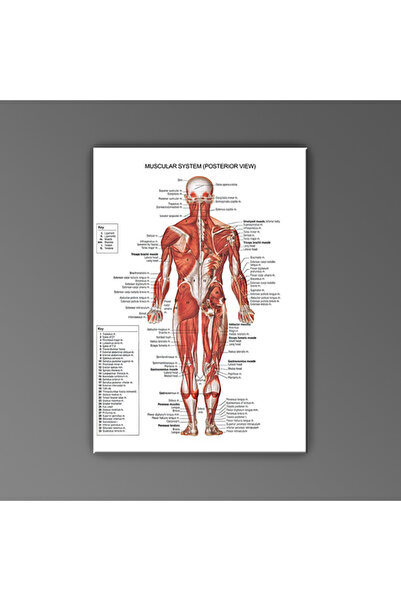 Cakatablo İnsan Anatomisi Arka Kas