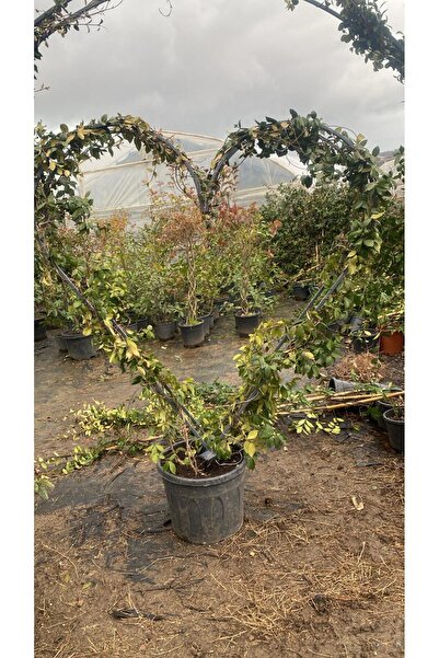 FLOWERLAND Yasemin (Arap Yasemini)  jasminum