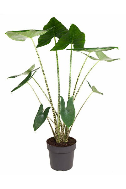 SUKULENTİSTANBUL Alocasia Zebrina - Zebra Fil Kulağı - Ev Ve Ofis Bitkisi 19c...