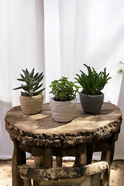 MF Botanik أصيص زهور خرساني بنمط حائط مكون من 3 قطع سعة 0.15 لتر - طقم أصيص زهور عصاري صبار