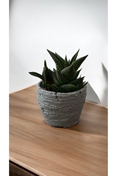 MF Botanik Duvar Desen Beton Saksı 0,15 Litre - Kaktüs Sukulent Saksısı
