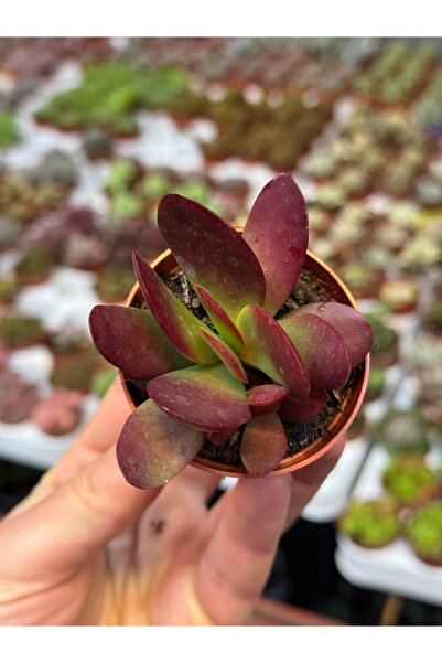 SukuLand Crassula platyphylla 'Burgundy' koleksiyonluk özel tür sukulent 5,5c...