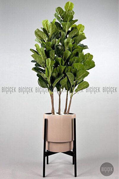 BİÇİÇEK Keman Yapraklı Kauçuk Bitkisi GALA Saksıda Fiddle Lyrata