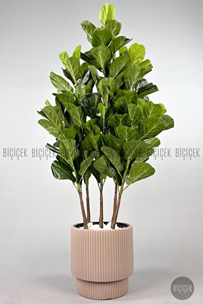 BİÇİÇEK Keman Yapraklı Kauçuk Bitkisi GALA Saksıda Fiddle Lyrata