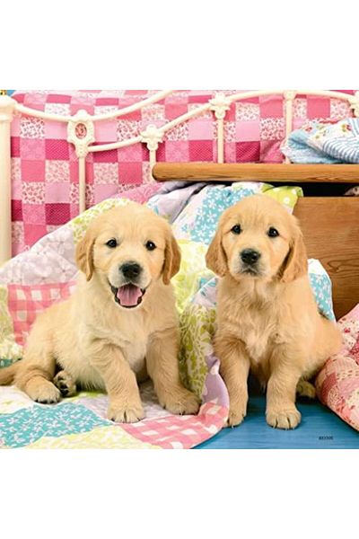STOREMAX Colorful 3+ Puzzle Puppies New Stylish Game with 3X49 Pieces