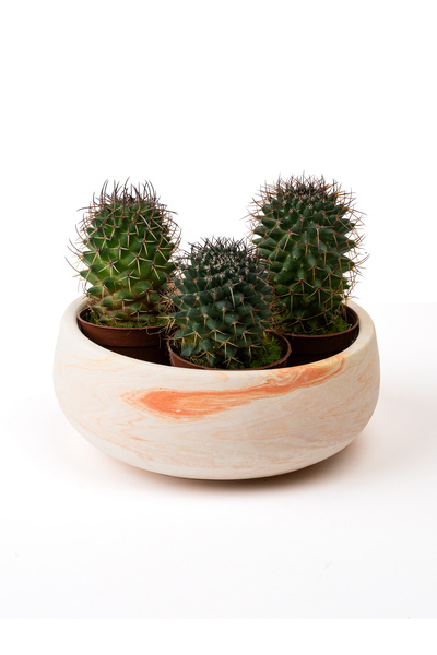 Kaju Creative Dekoratif Beton Kase Saksı Mermer Desenli 21,5 x 9,5 3L /14X6.5...