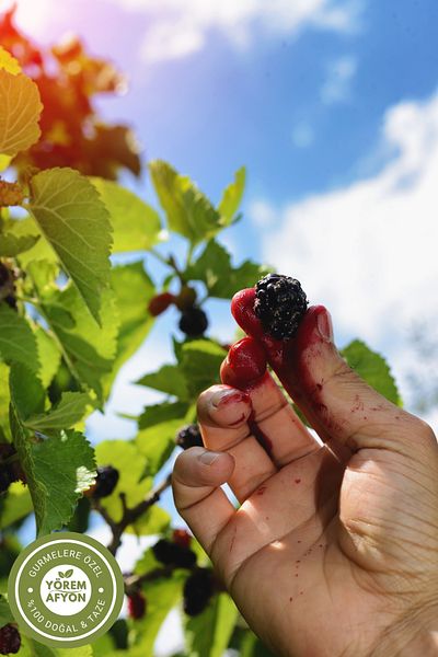 Gülçehre Native Crop Blackberry Dried from Malatya - Dried Bandit {Morus Nigra} |   180Gr
