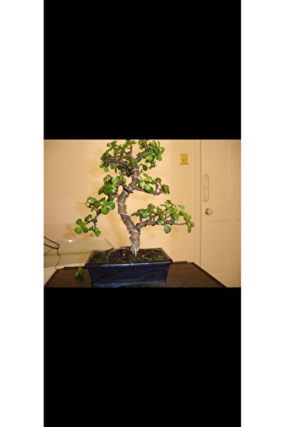 Yades Siyah taş saksıda para bonsai ağacı
