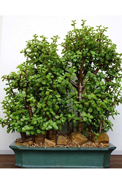 Yades Para ağacı ormanı dekoratif saksıda