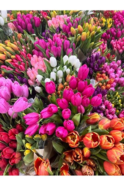 ŞAFAK PEYZAJ TOHUMCULUK İthal Karışık Lale Soganı 50 Adet