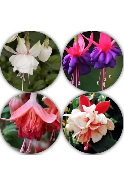 Bilgarden XXL İri Çiçekli (4 Adet) Karışık Renkli Mix Fuschia Küpe Çiçeği Fidesi