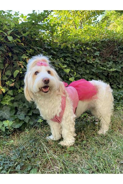 Gobo Starry Pink Checkered Tulle Cat and Dog Outfit Dress