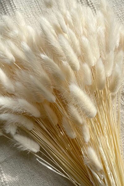 Home Doğal Kurutulmuş Pamuk Otu, Tavşan Kuyruğu Gelin Buketi Aranjman Çiçeği Lagurus 30-40 Dal