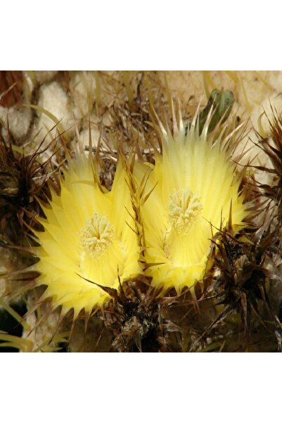 cantropikal Echinocactus Grusonii - Altın Varil - Bektaşi Kavuğu 5.5 Cm Saksıda