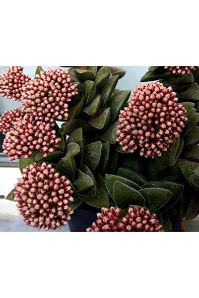 Bitkim Sende Kampanyalı Crassula Springtime Katmer Çiçekli Sukulent 5.5cm Sak...
