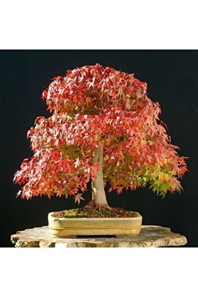 ZENGARDEN EV VE BAHÇE Saccharinum şeker akçaağaç tohumu gümüşi akçaağaç