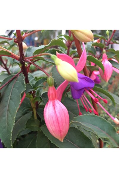 Mimoza Saksılı Küpe Küpeli Çiçeği Fidanı 10-20 Cm