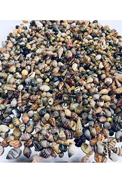 LilaHediyelikEşya 250 Adet Doğal Deniz Kabuğu ( Nassa Shell ) Epoksi , Akvary...