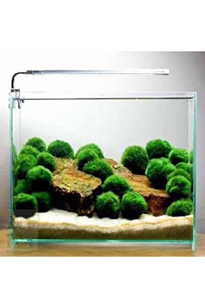Sakura Marimo Moss Ball 3-5 Cm Yosun Topu Canlı Bitki 12 Adet