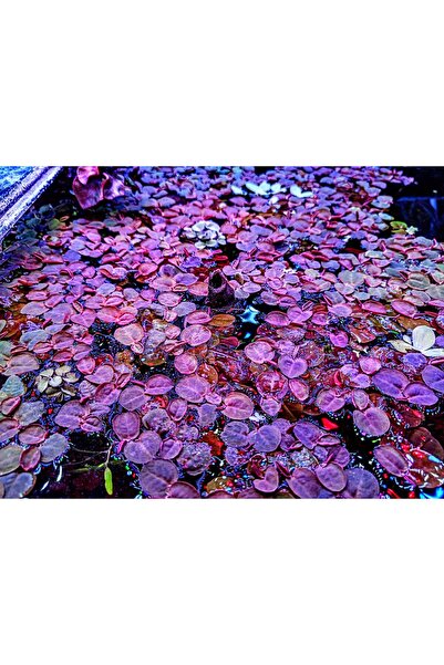 aquvarium Phyllanthus Fluıtans Red Root Floater 4 Adet 3-4 Yaprak Kırmızı Su ...